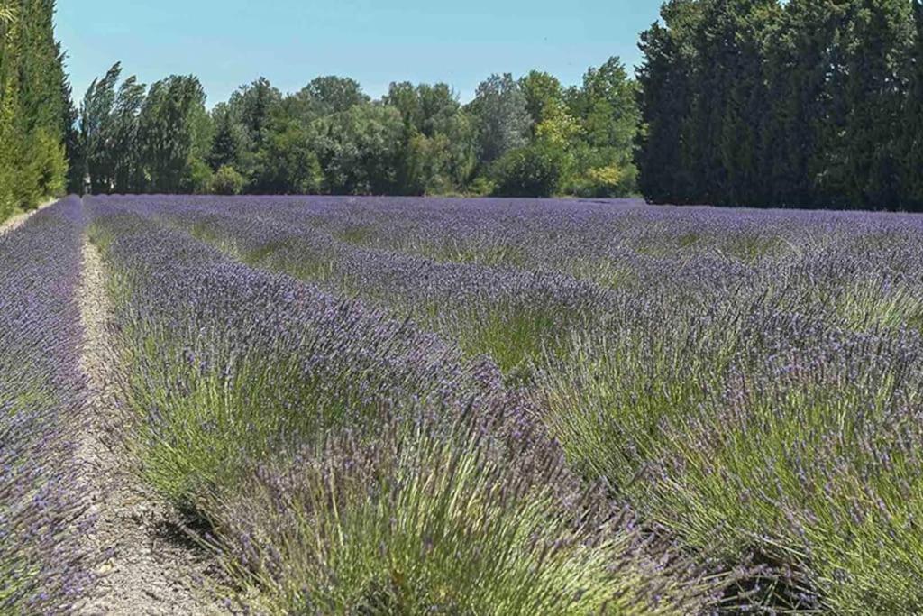 Saint-Saturnin-lès-Avignon La Provencale 아파트 외부 사진